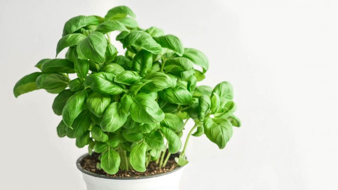 basil in a plant pot