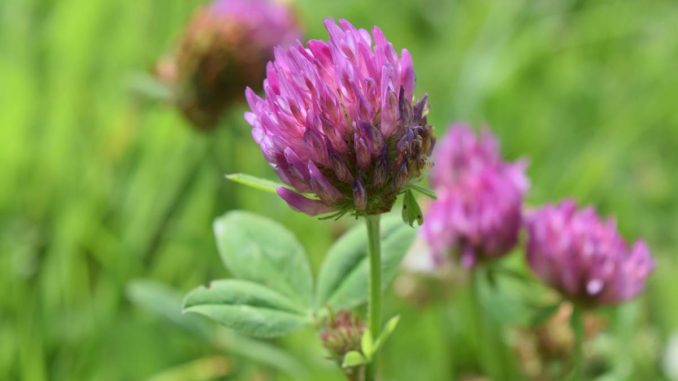 red clover - plant