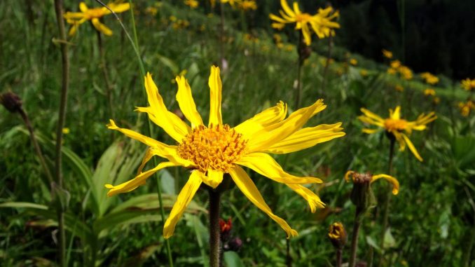 some arnica on a meadow