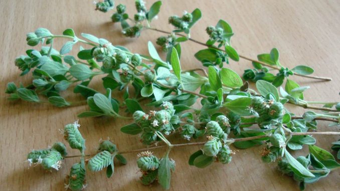 the marjoram herb can be dried for conservation
