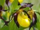 Flower of Lady's slipper orchid (Cypripedium)