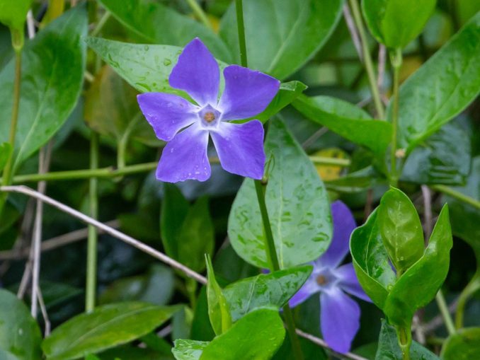 Lesser periwinkle - info, planting, care and tips - live-native.com
