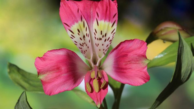Peruvian lily (Alstroemeria) with red flower