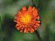 Orange flower of Fox-and-cubs (Hieracium aurantiacum)