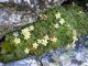 Mossy saxifrage (Saxifraga x arendsii)