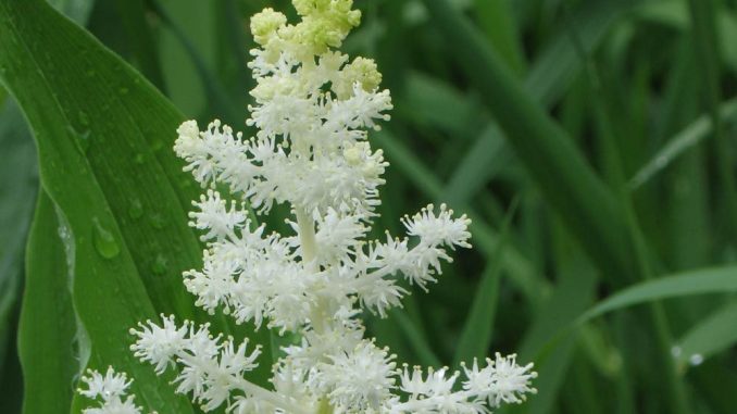Feathery false lily of the valley (Maianthemum racemosum)