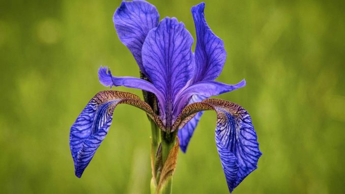 Flower of Siberian iris