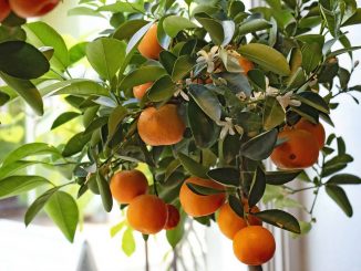 Tangerine (Citrus reticulata)