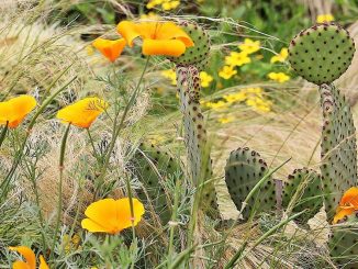 A dry bed with california-poppy, grasses and cactus
