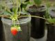 strawberry - propagation by offshoot