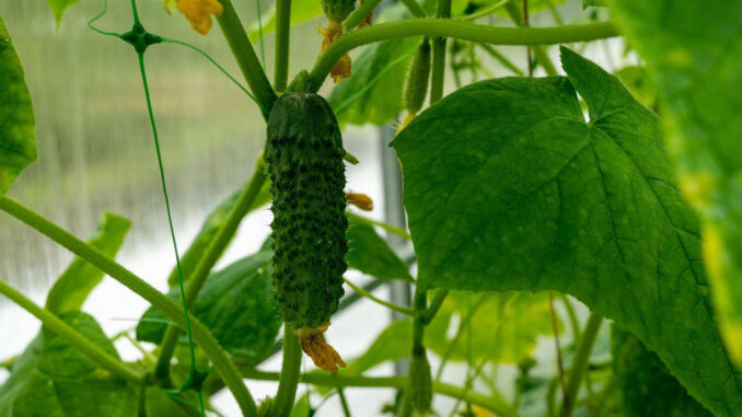 cucumber is a climbing plant