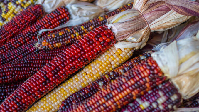 Native American Corn, also known as Indian corn